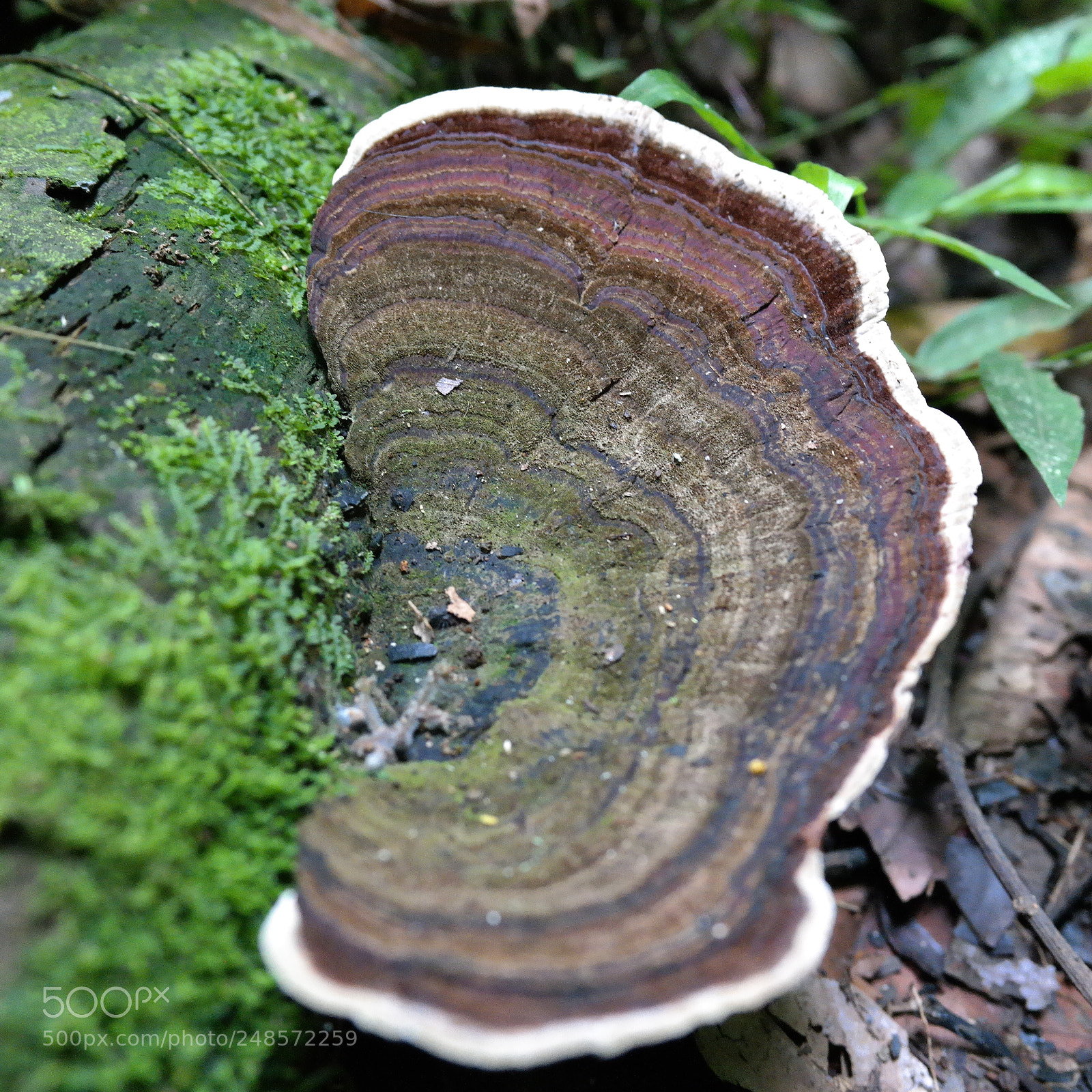 Samsung NX2000 sample photo. Kingdom fungi photography