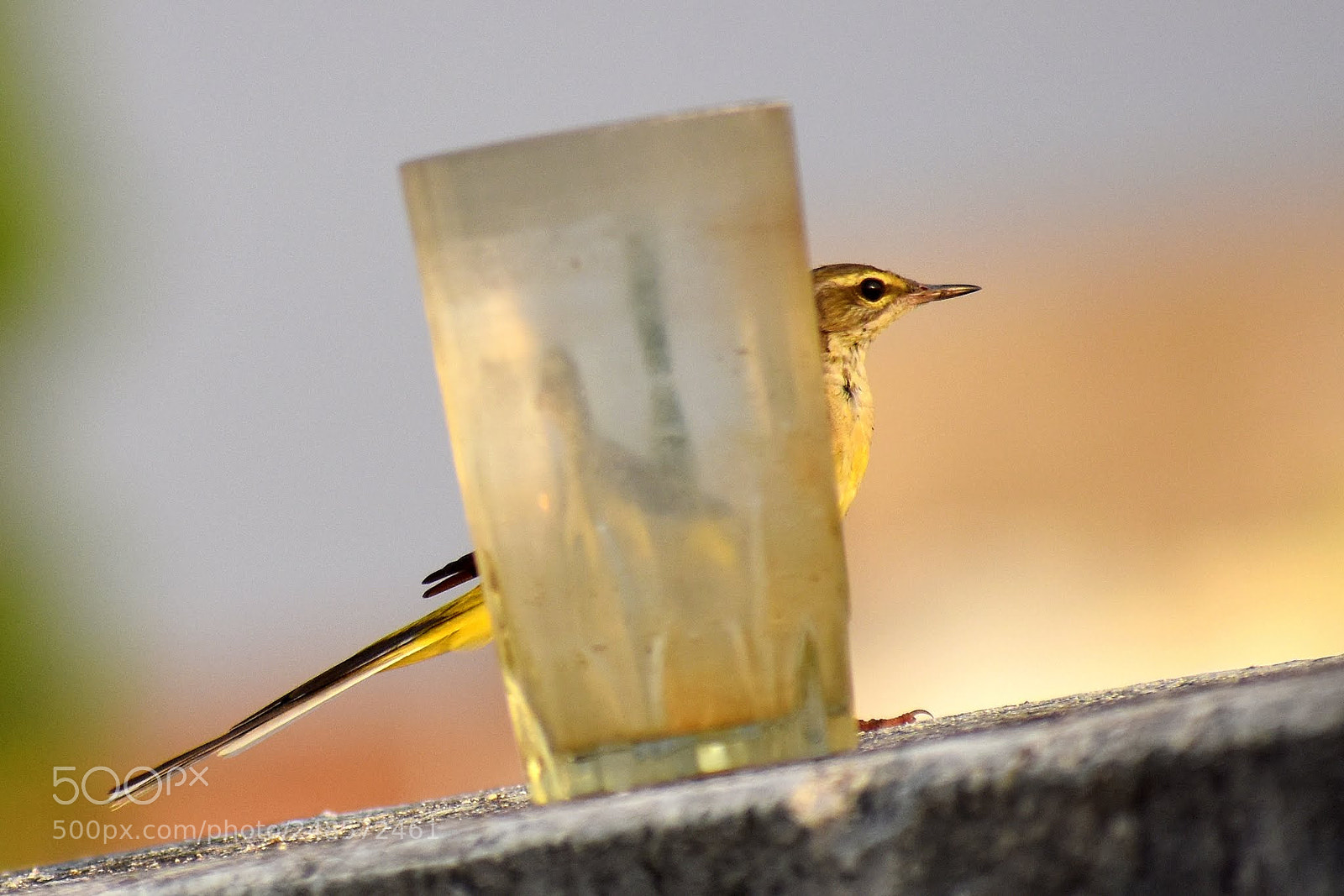 Nikon D7200 sample photo. Yellow wagtail photography