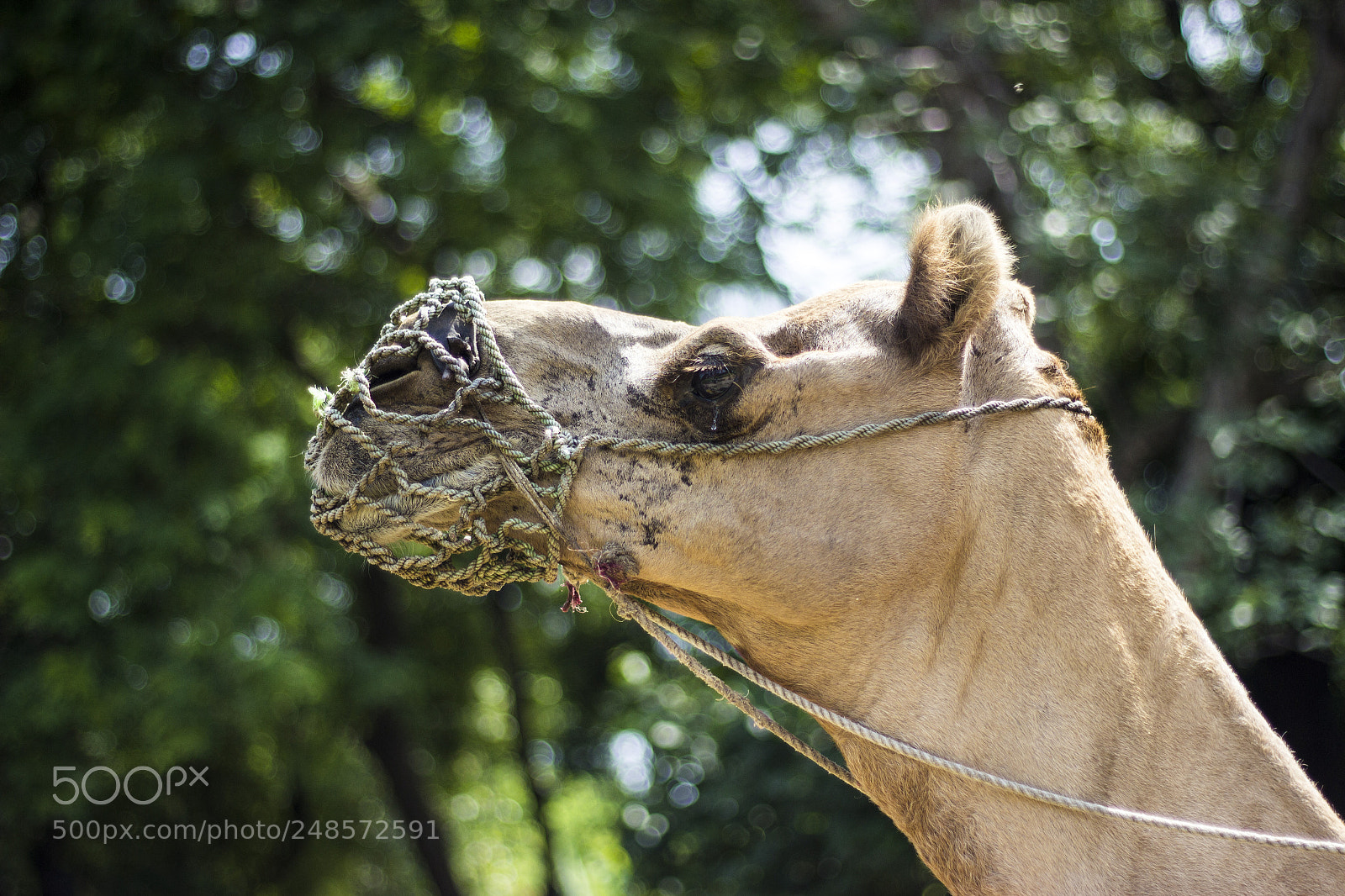 Canon EOS 600D (Rebel EOS T3i / EOS Kiss X5) sample photo. Camel photography