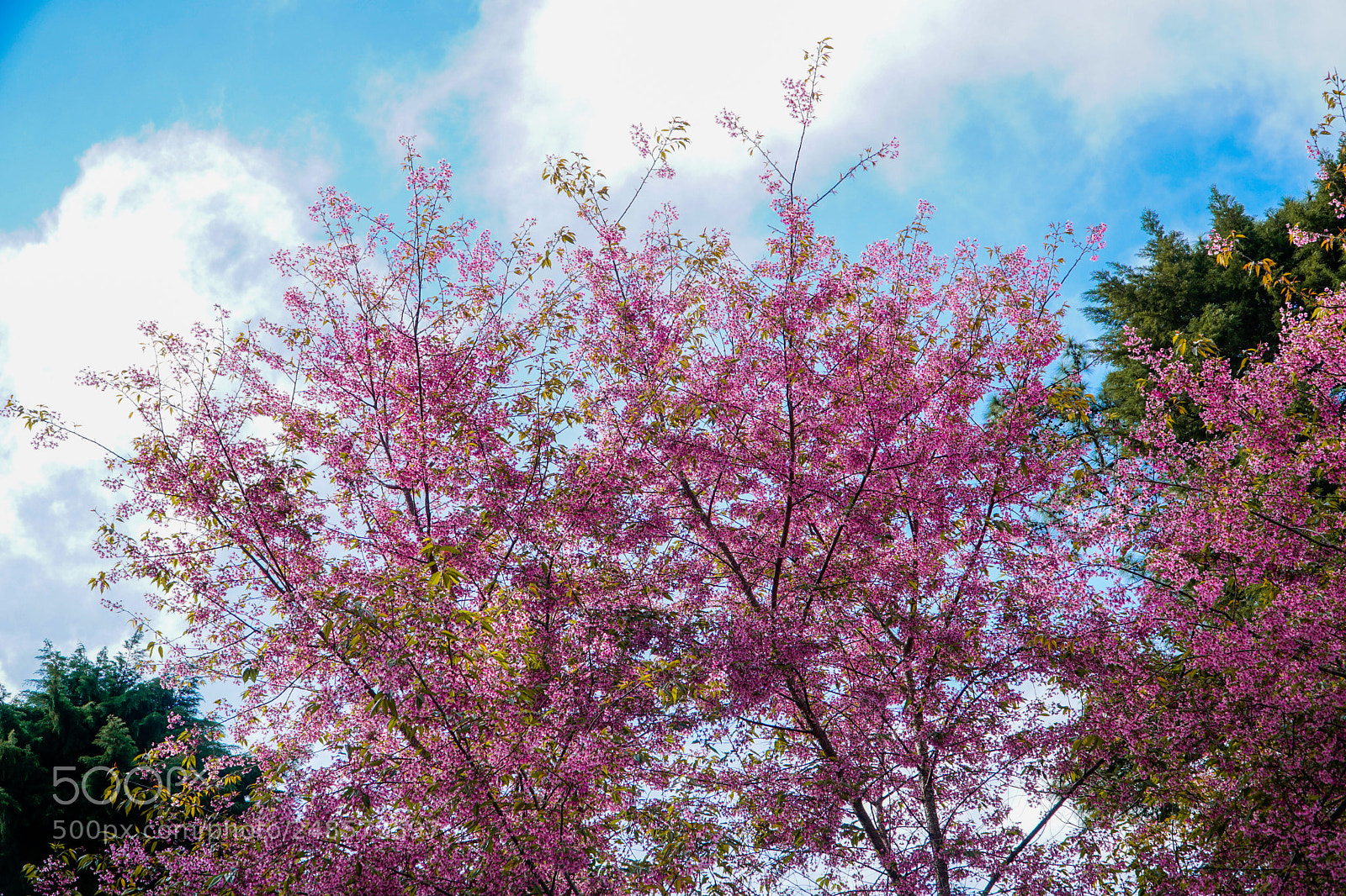 Sony a6300 sample photo. Ttl photography