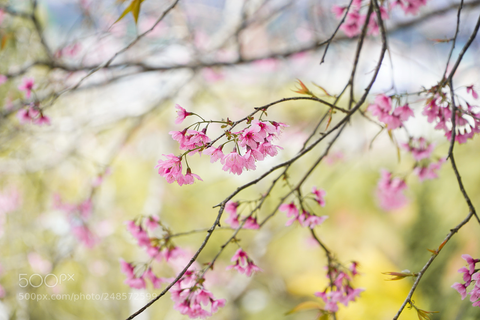 Sony a6300 sample photo. Ttl photography