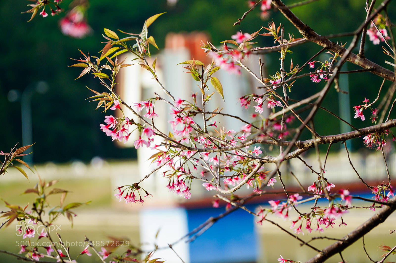Sony a6300 sample photo. Ttl photography