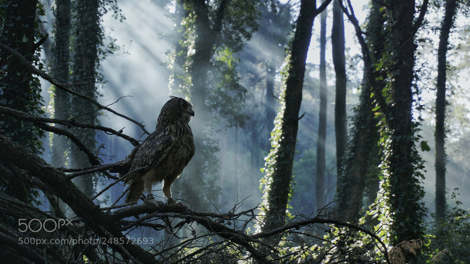 Sony a6000 sample photo. Bubo bubo photography