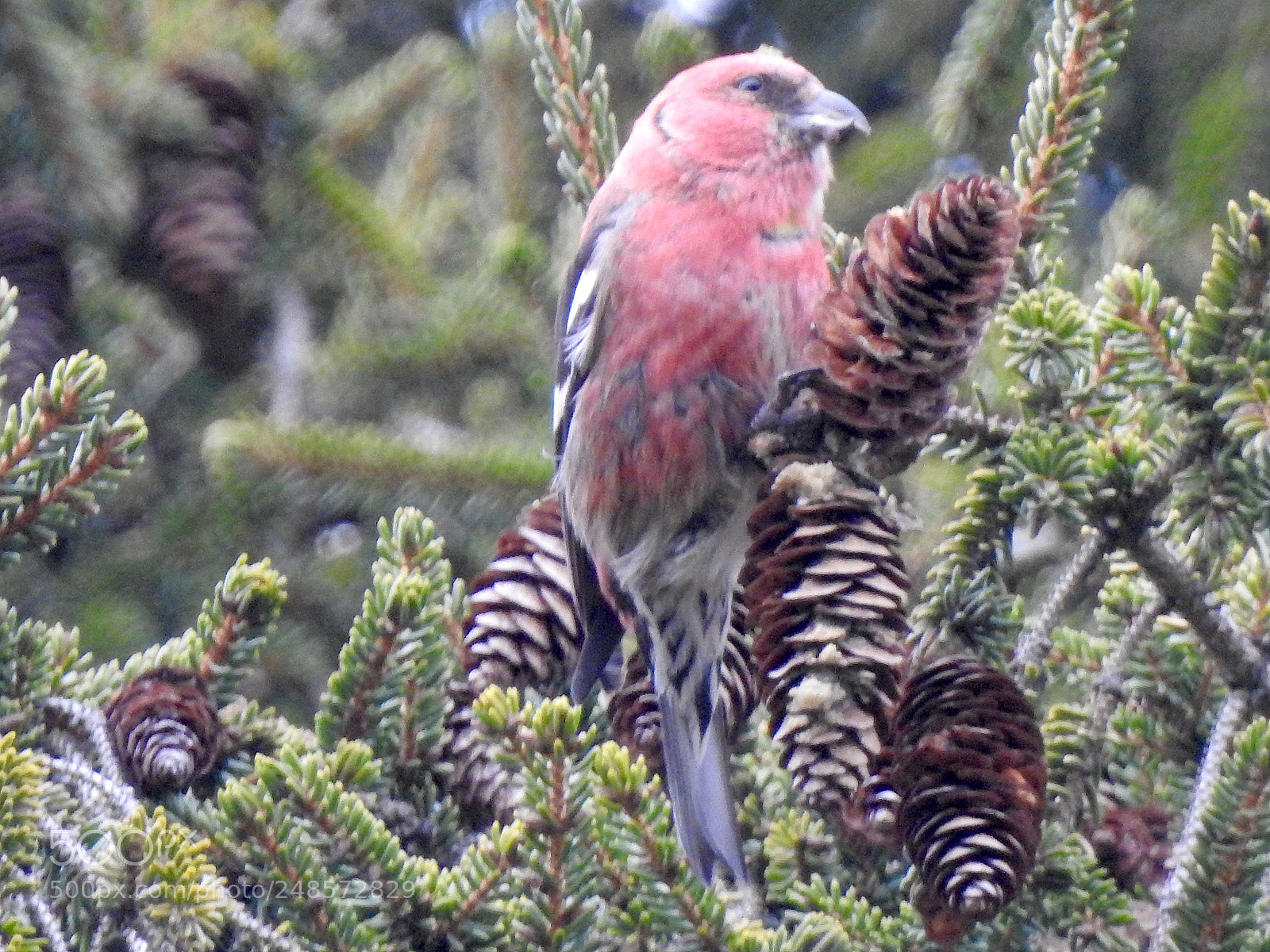 Nikon Coolpix P900 sample photo. White-winged crossbill photography