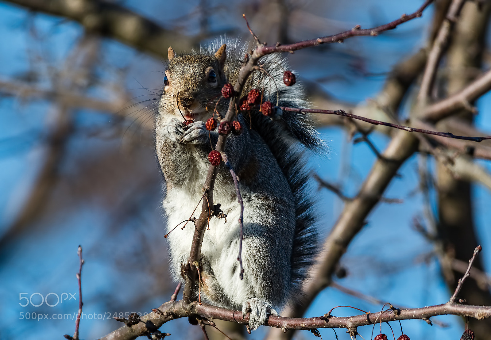 Nikon D500 sample photo. Afternoon snack photography