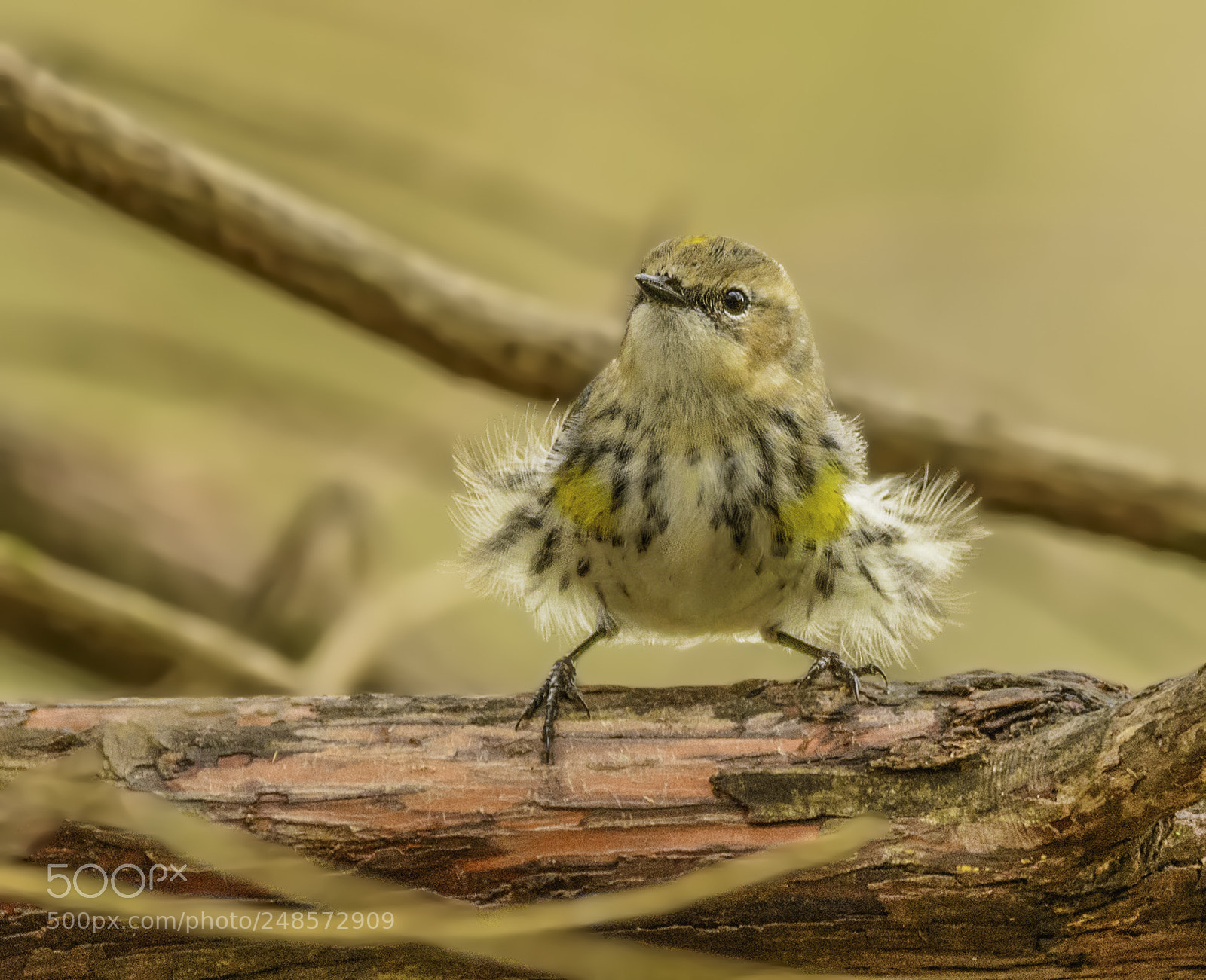 Nikon D7100 sample photo. Yellow-rumped "marilyn" warbler photography