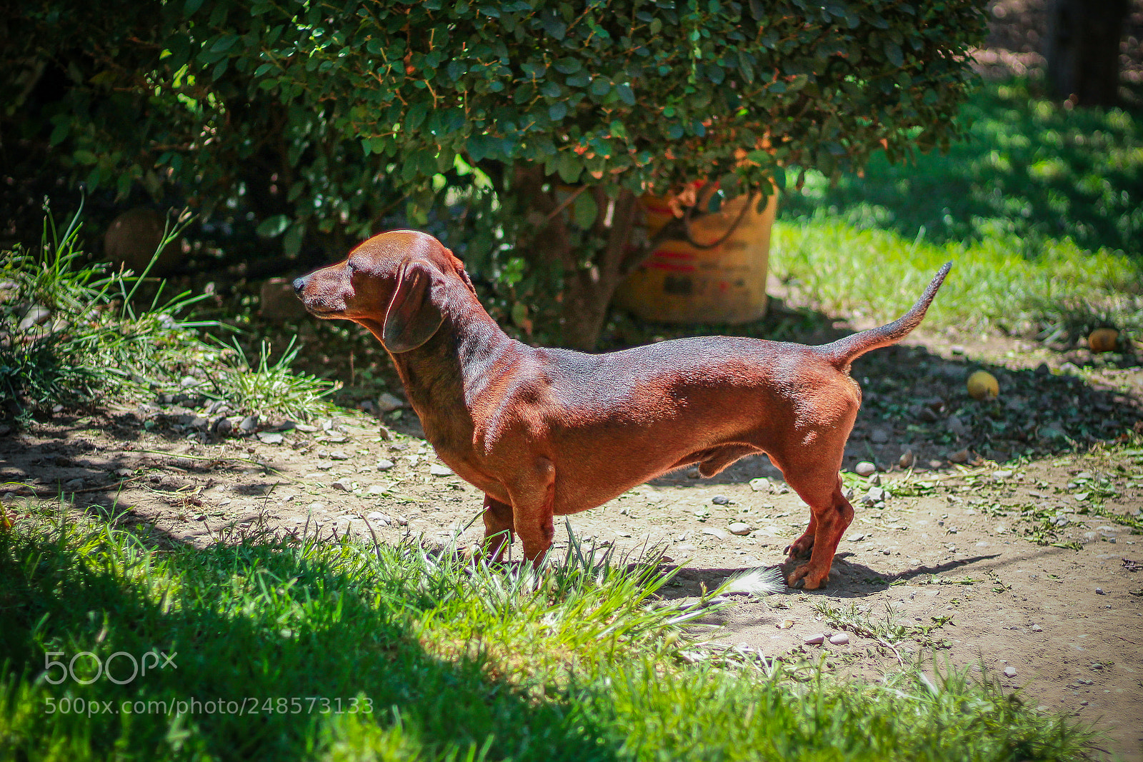 Canon EOS 100D (EOS Rebel SL1 / EOS Kiss X7) sample photo. My dog photography