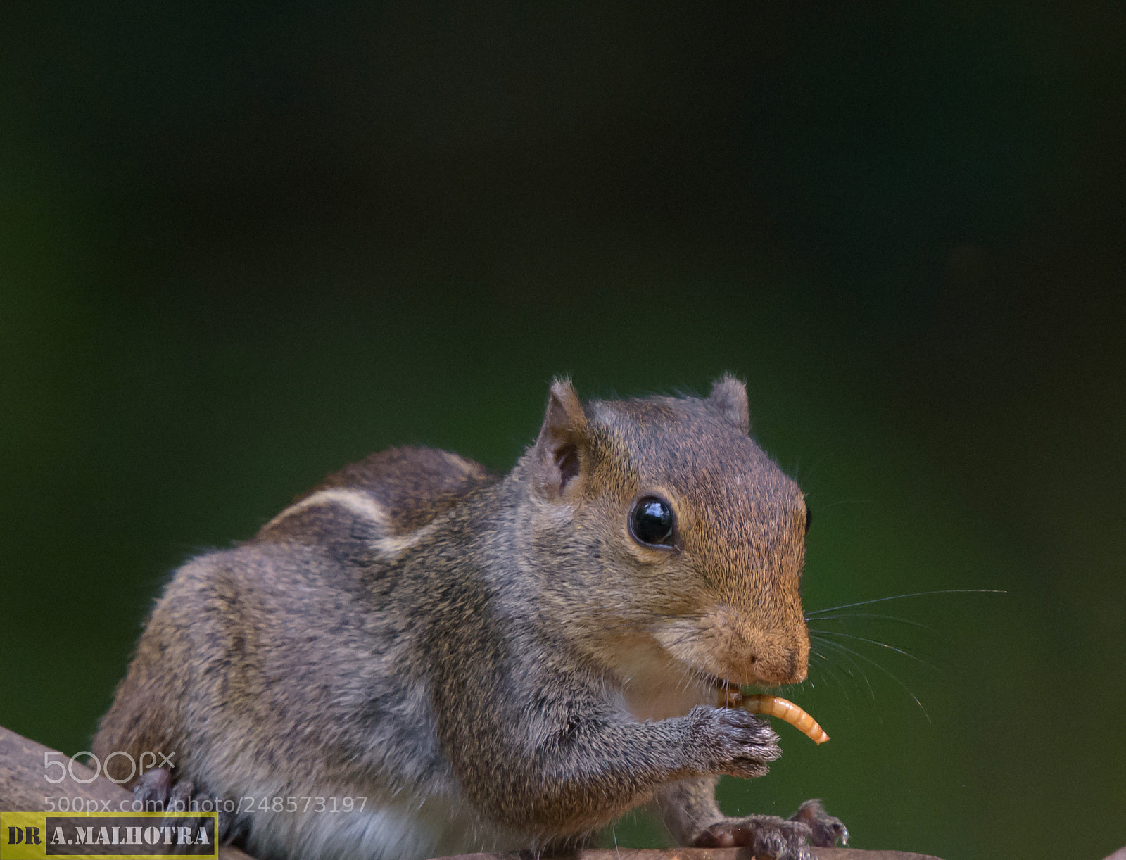 Nikon D7200 sample photo. It’s meal time ...... photography