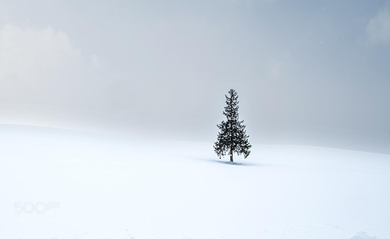 Fujifilm X-T2 sample photo. Christmas tree photography