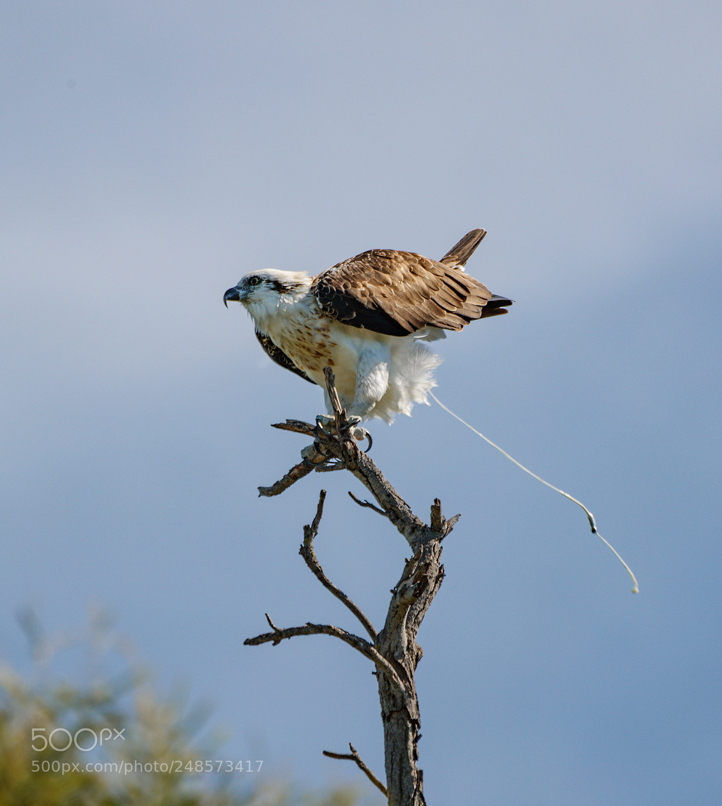 Canon EOS-1D X Mark II sample photo. Shoot! eastern osprey photography