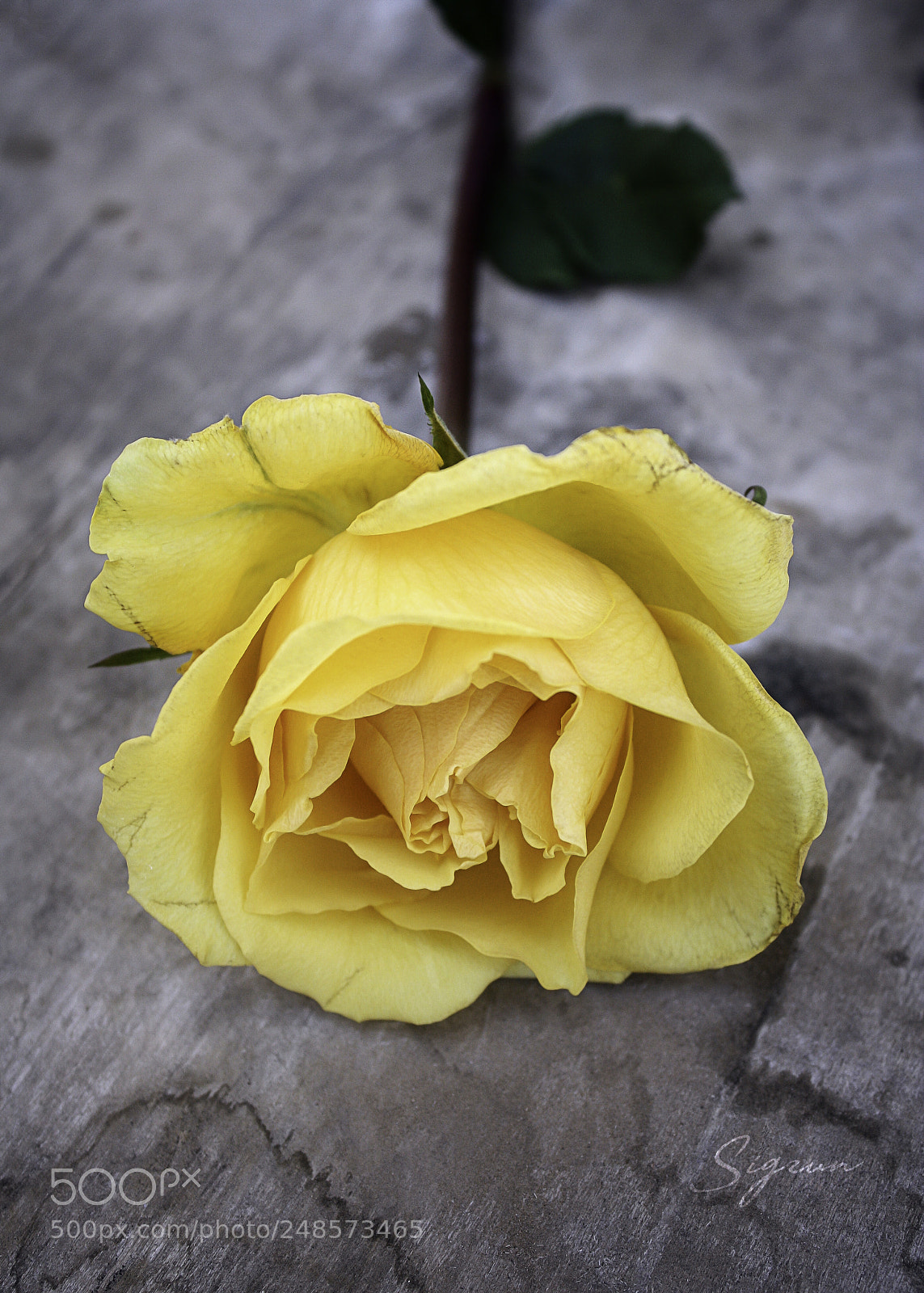 Canon EOS 450D (EOS Rebel XSi / EOS Kiss X2) sample photo. Yellow rose photography