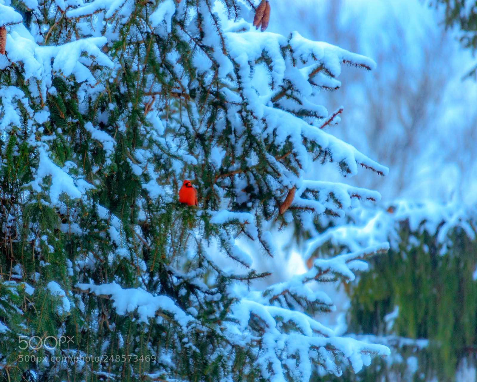 Canon EOS 77D (EOS 9000D / EOS 770D) sample photo. Cardinal in a snowy photography