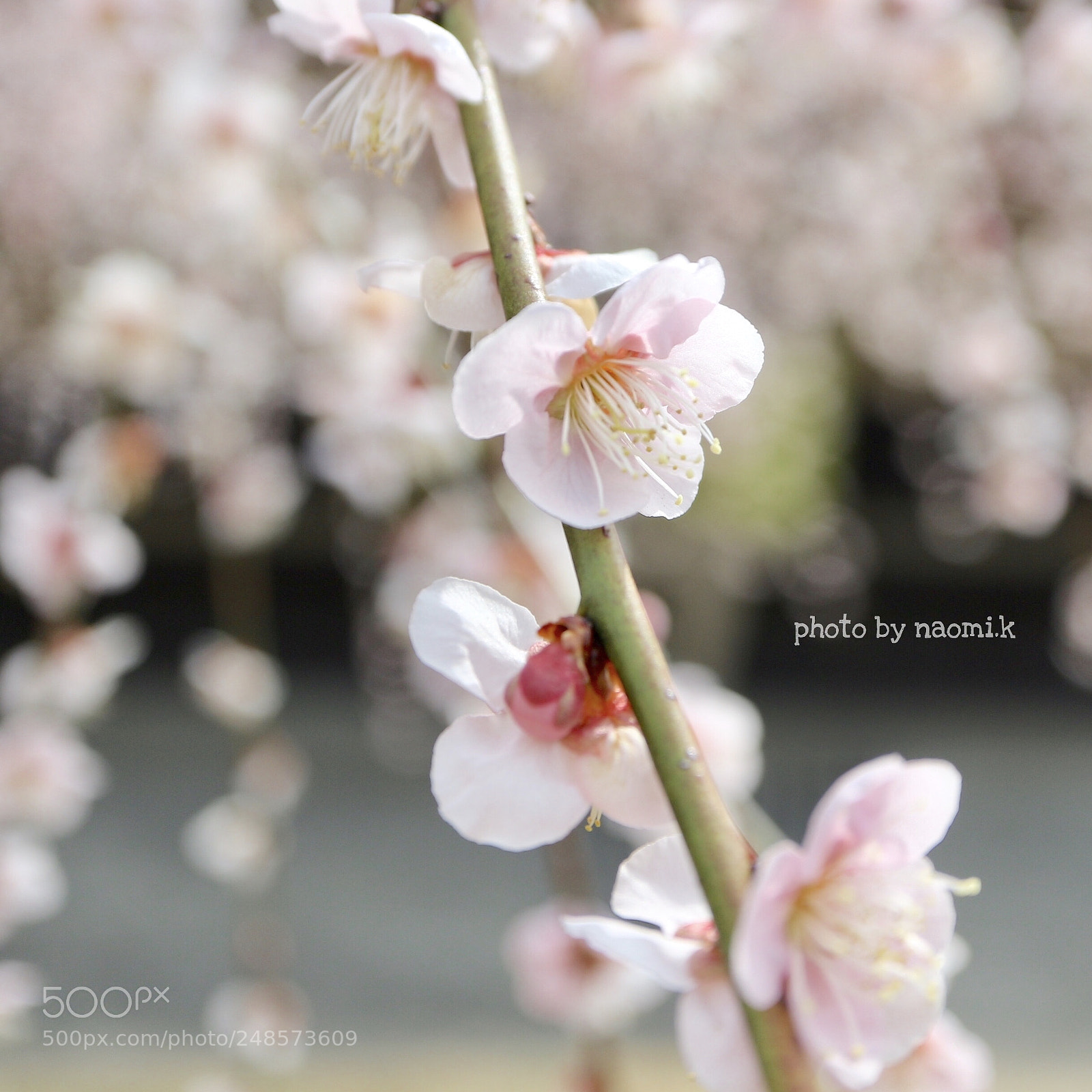 Canon EOS M10 sample photo. Plum photography