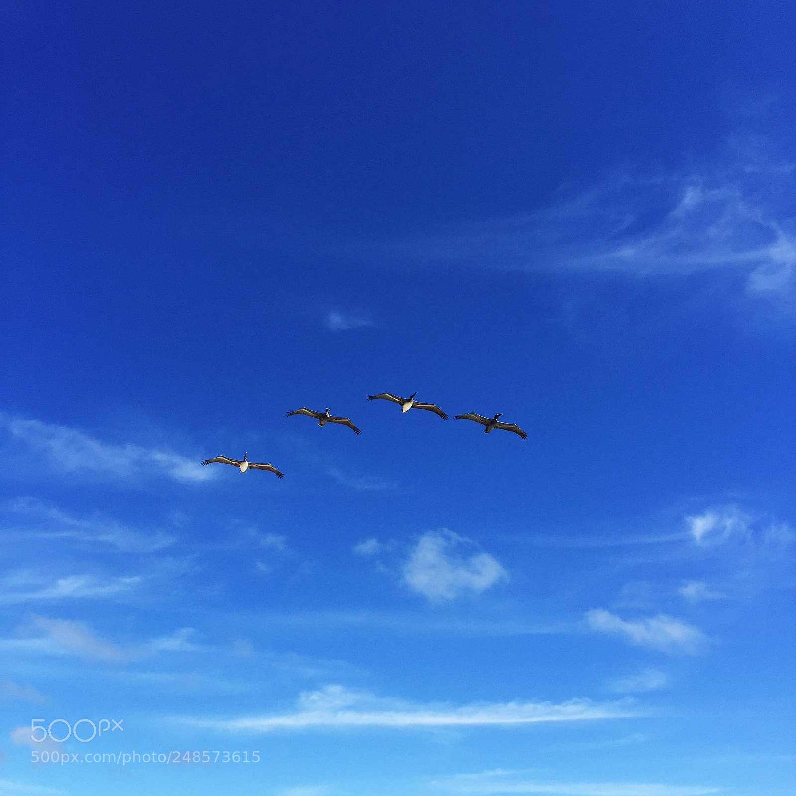 Apple iPhone 6 Plus sample photo. A flock of seagulls photography