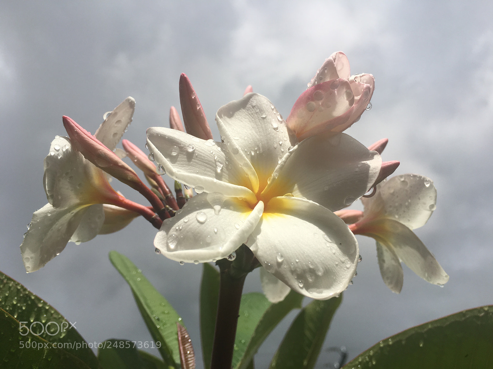 Apple iPhone 6s Plus sample photo. Summer raindrops photography