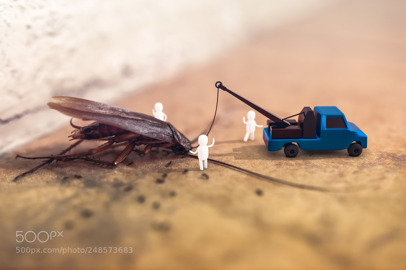 Sony a6500 sample photo. Dead cockroach photography