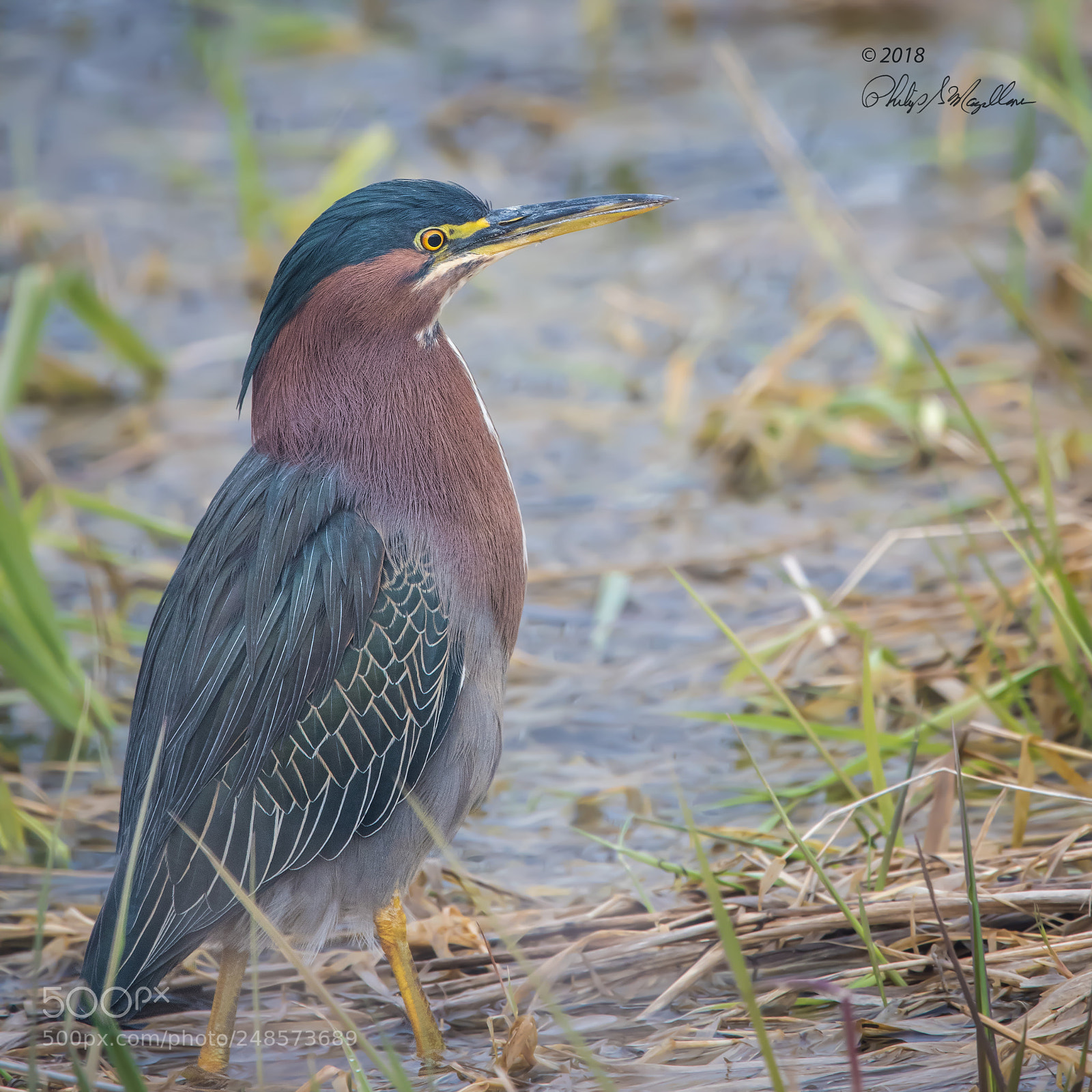 Nikon D500 sample photo. Green heron standing photography