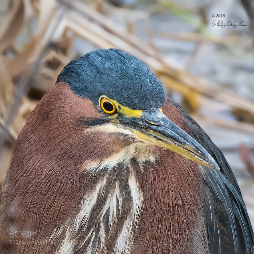 Nikon D500 sample photo. Green heron photography