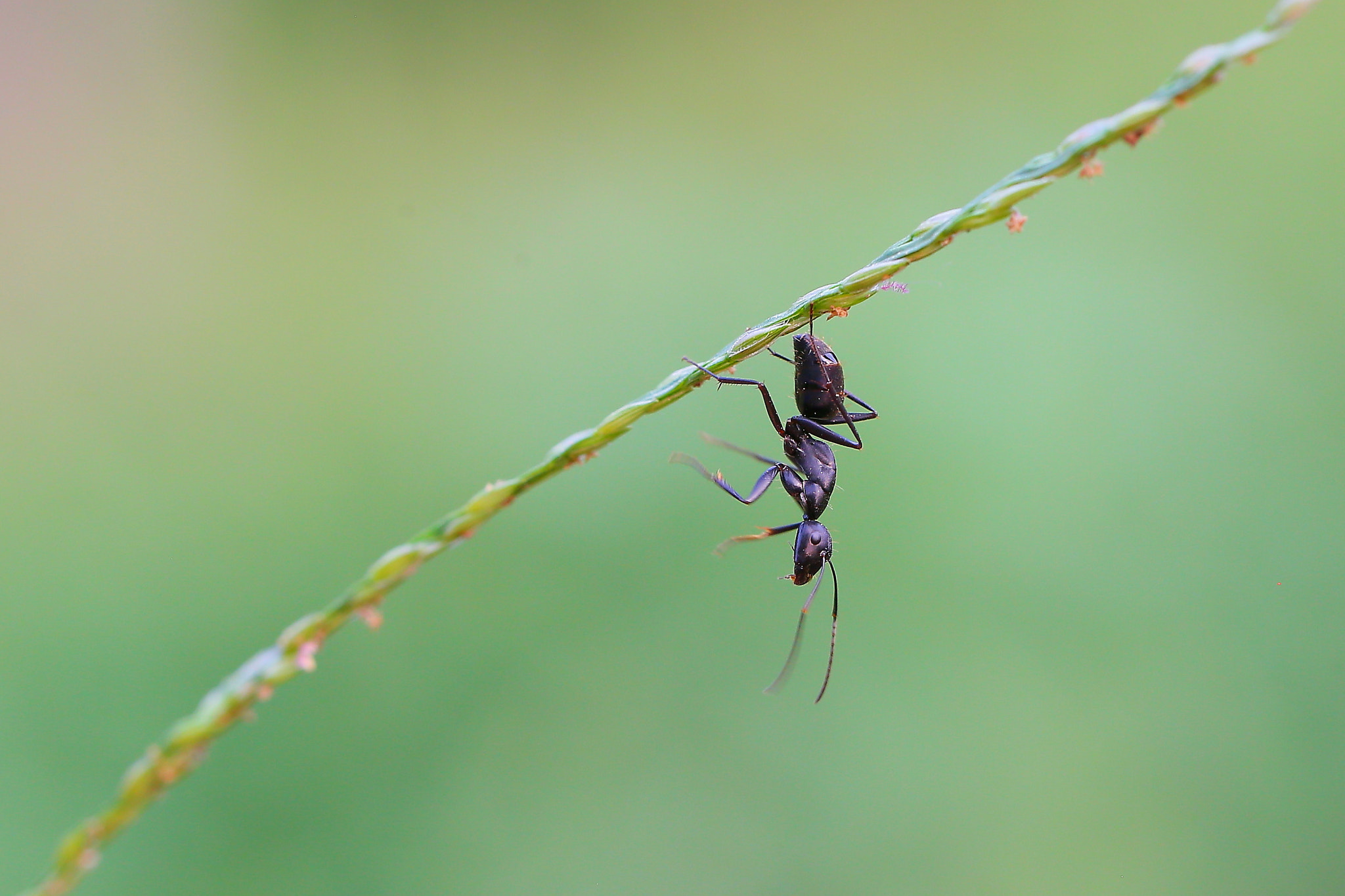 Canon EF 100mm F2.8L Macro IS USM sample photo. 小蚂蚁 photography