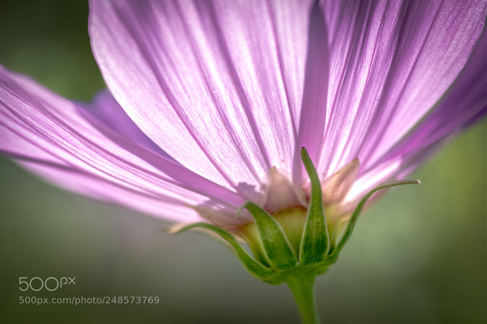 Nikon D5200 sample photo. Close to me photography