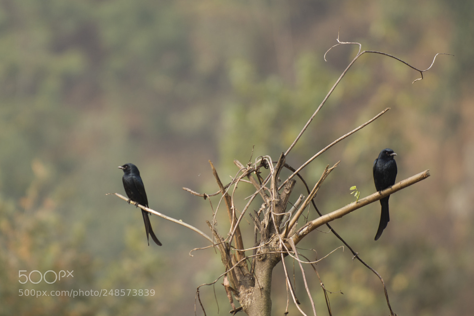 Nikon D7200 sample photo. Black drongo photography