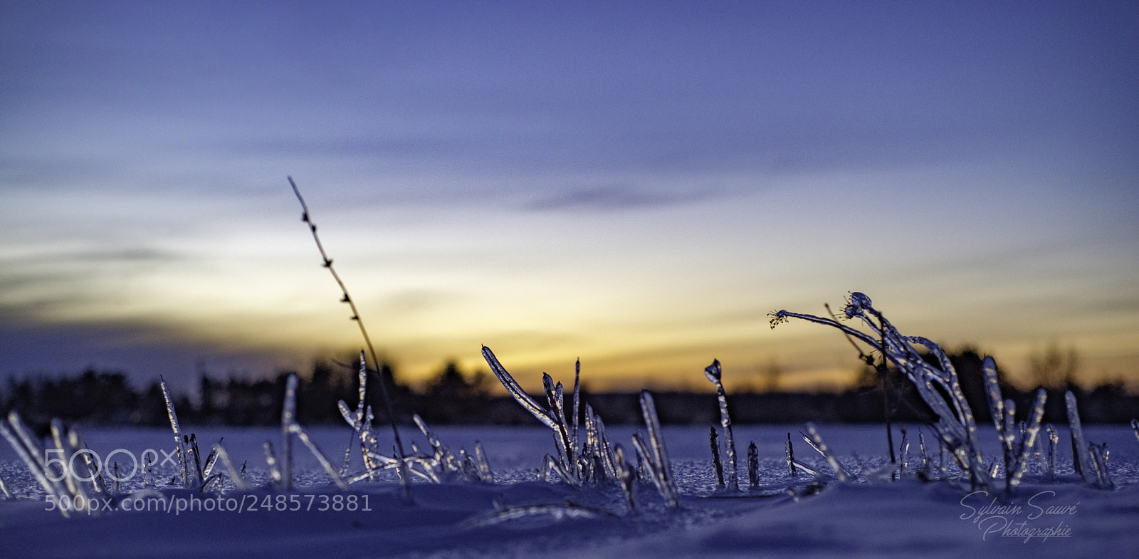 Nikon D610 sample photo. Rainwinteredit photography