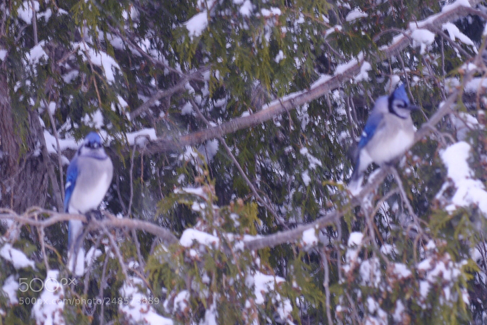 Nikon D5000 sample photo. Pair of jays photography