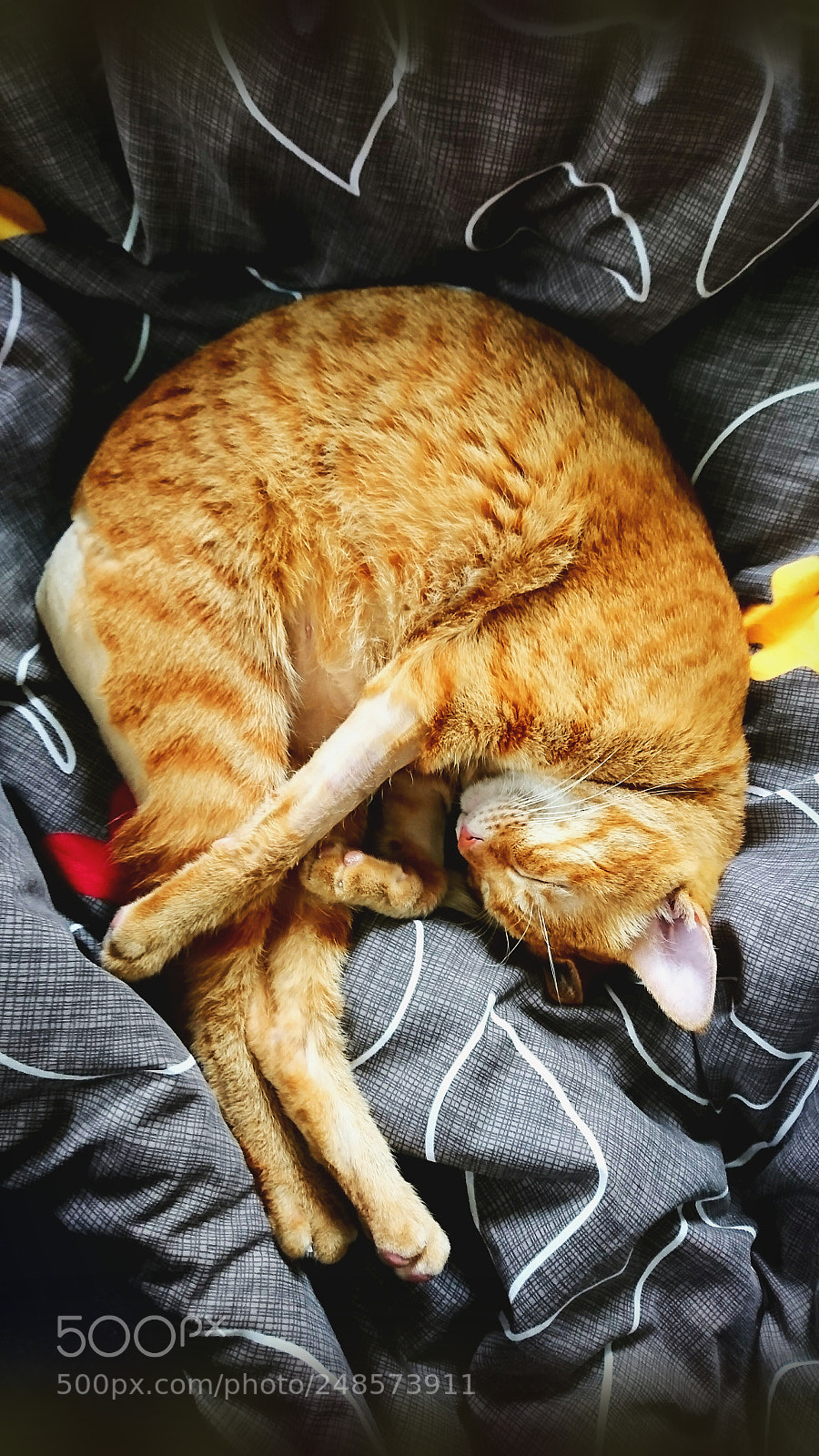 Sony Xperia XZ sample photo. My cat photography