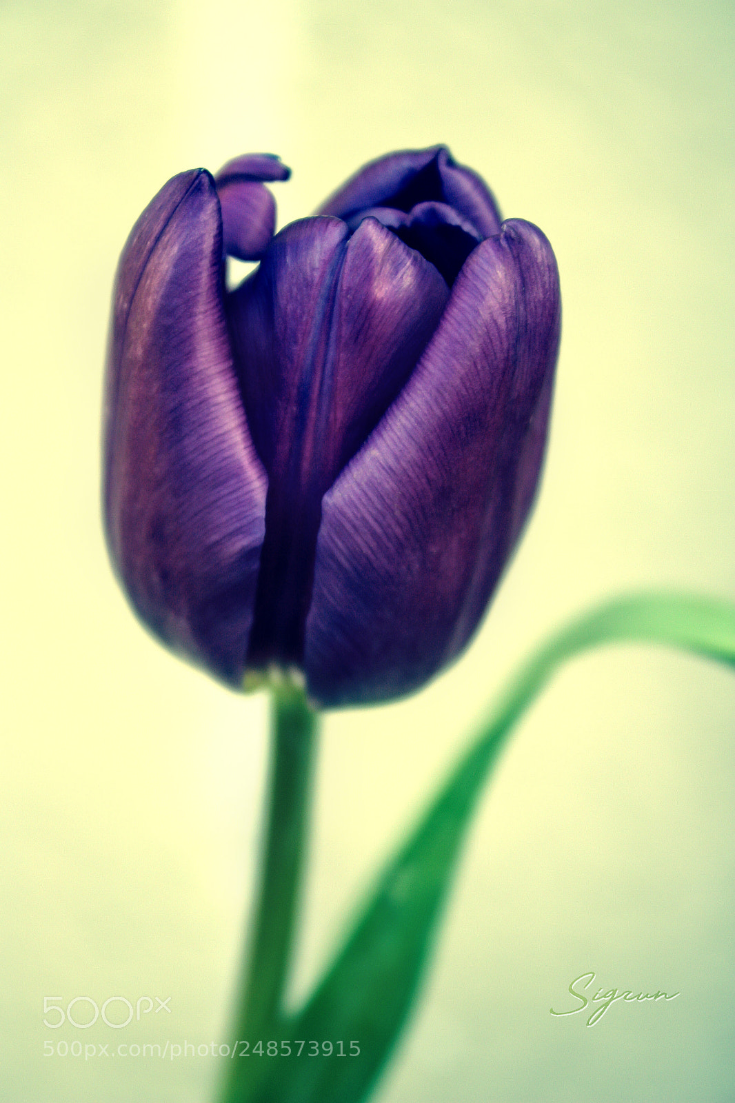 Canon EOS 450D (EOS Rebel XSi / EOS Kiss X2) sample photo. Purple tulip photography