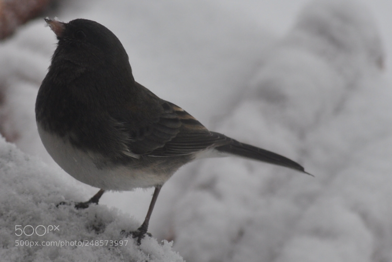 Nikon D5000 sample photo. Mr. junco photography