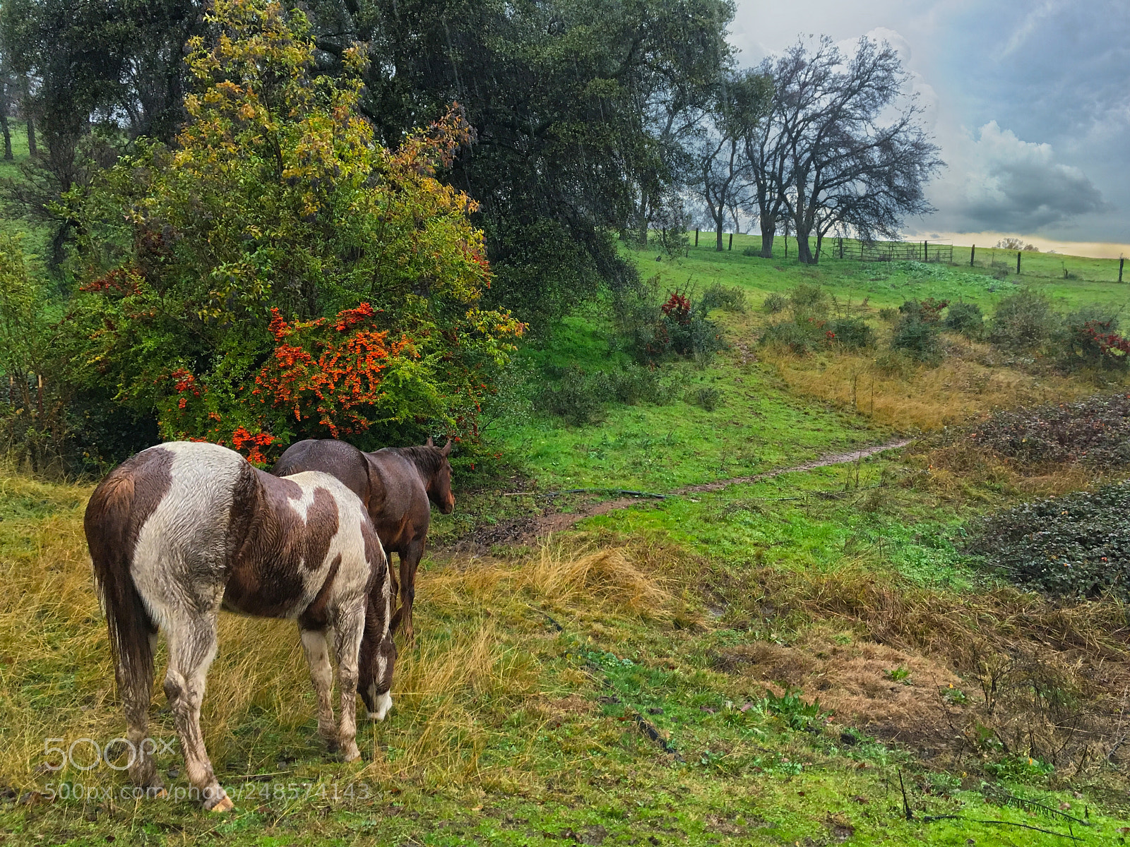 Apple iPhone SE sample photo. Rainy day horses photography