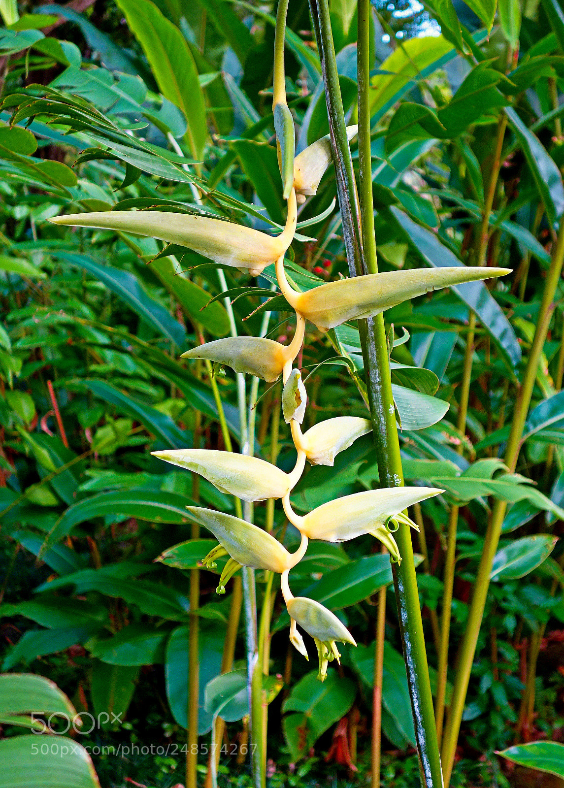 Sony Cyber-shot DSC-RX100 sample photo. Pale heliconia photography