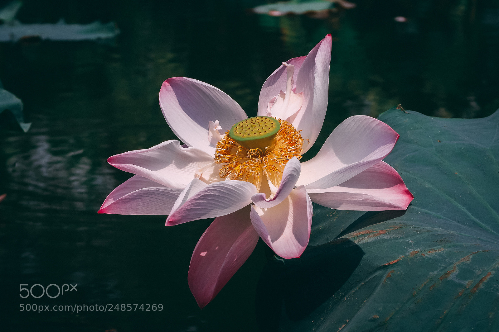 Canon PowerShot G7 X Mark II sample photo. Lotus flower photography
