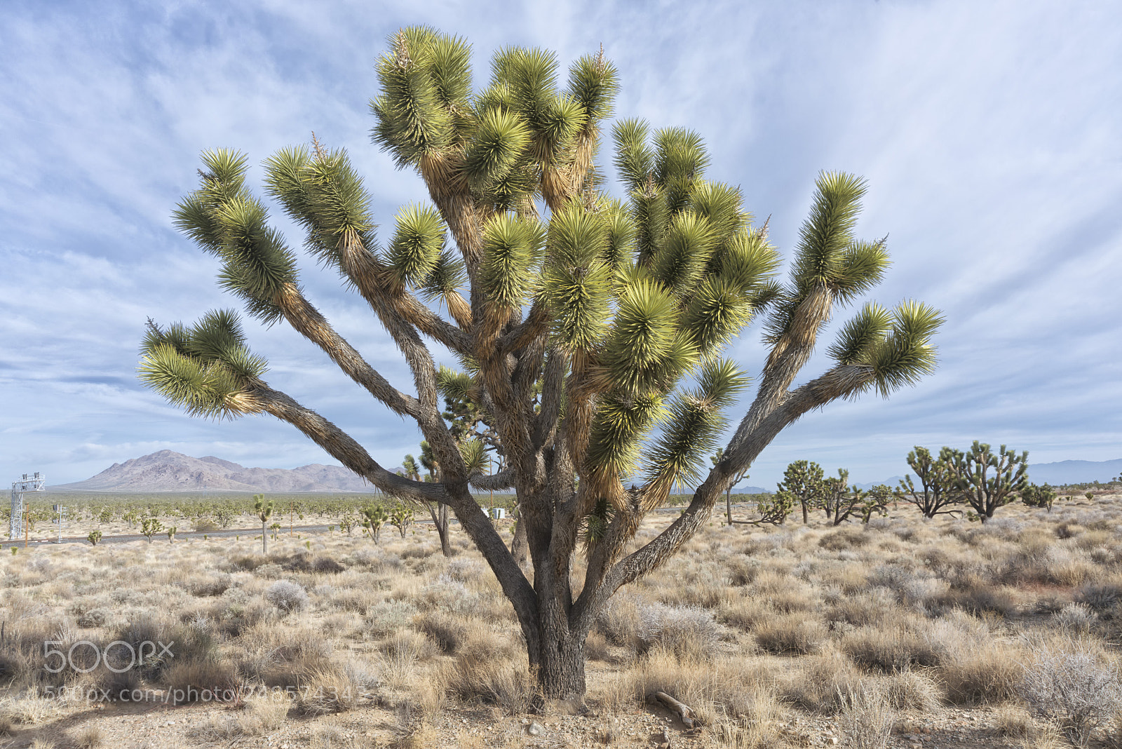 Nikon D800 sample photo. Joshua tree photography