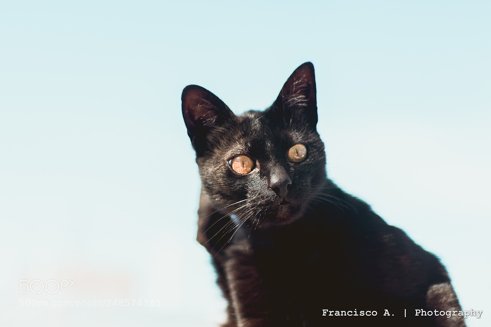 Canon EOS 700D (EOS Rebel T5i / EOS Kiss X7i) sample photo. Gato bombay photography