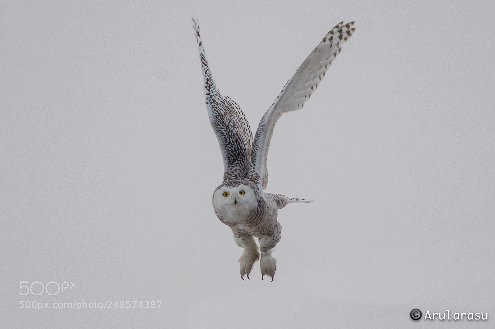 Nikon D7000 sample photo. Snow owl taking off! photography