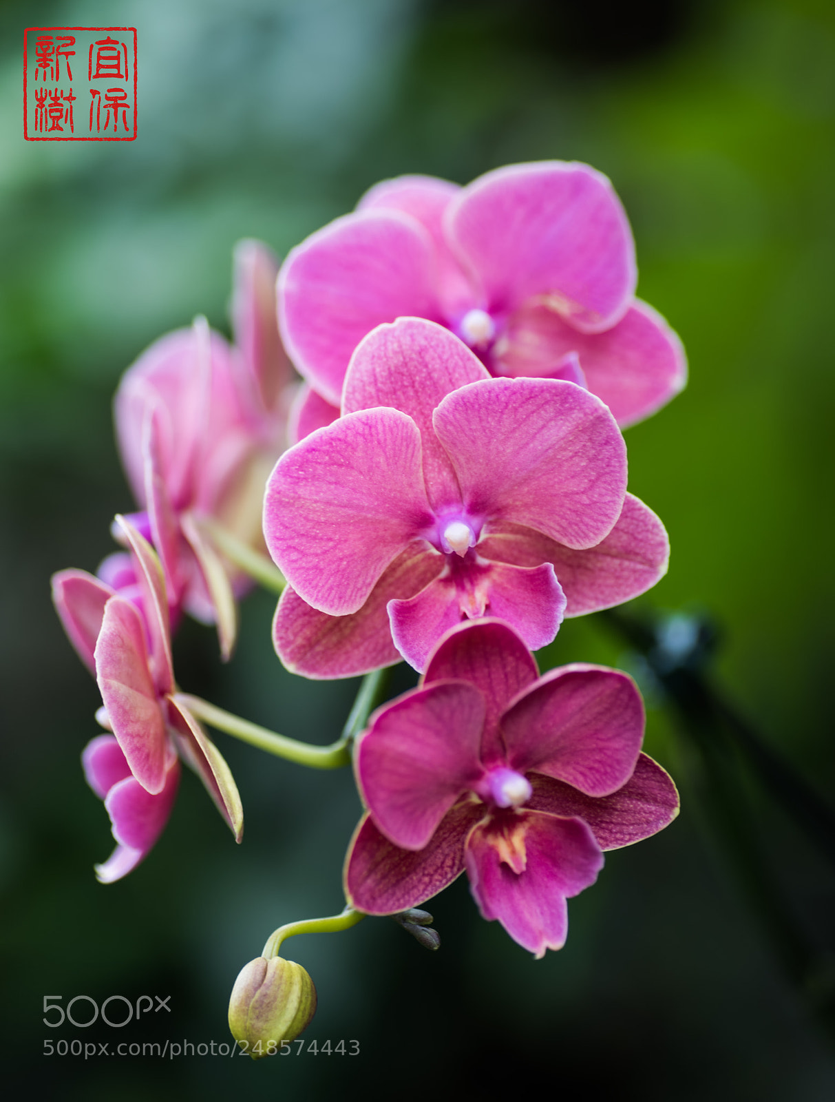 Nikon D810 sample photo. Orchid photography