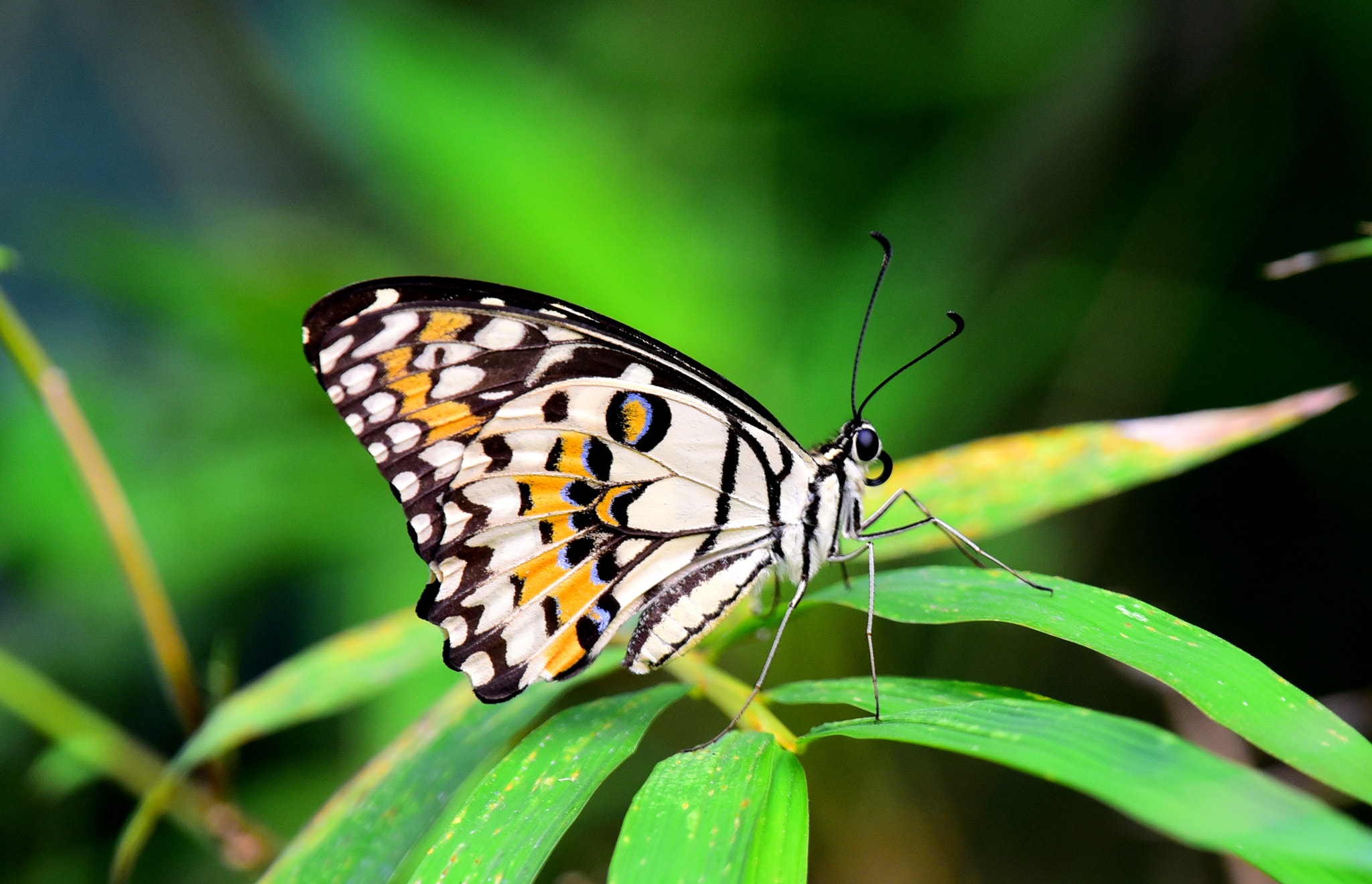 Nikon Nikkor AF-S 300mm F4E PF ED VR sample photo. Butterfly photography