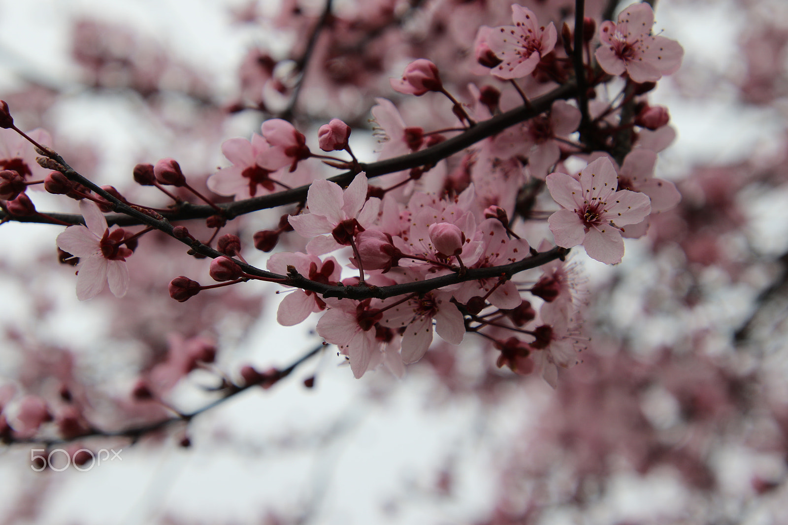 Canon EOS 7D Mark II + Canon EF 300mm F2.8L IS II USM sample photo. Early cherry blossom photography