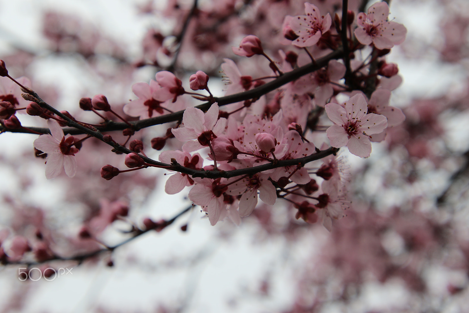 Canon EF 300mm F2.8L IS II USM sample photo. Early cherry blossom photography