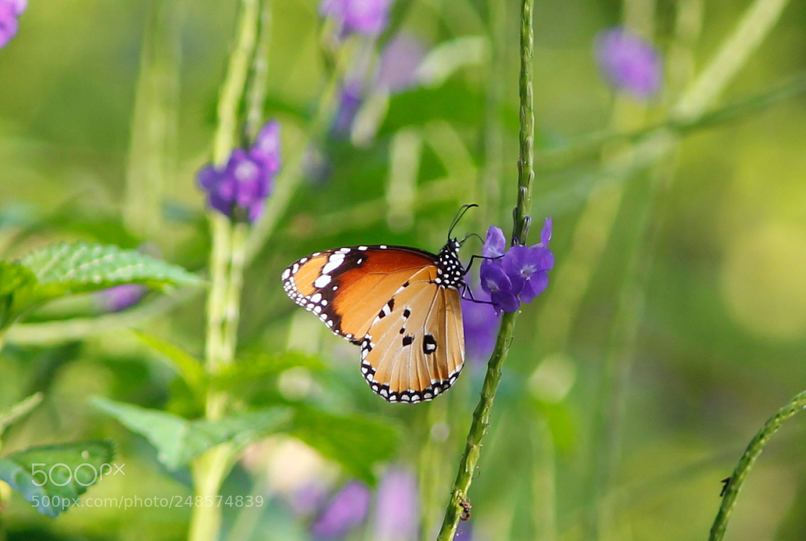 Canon EF-S 55-250mm F4-5.6 IS II sample photo. Butterfly photography