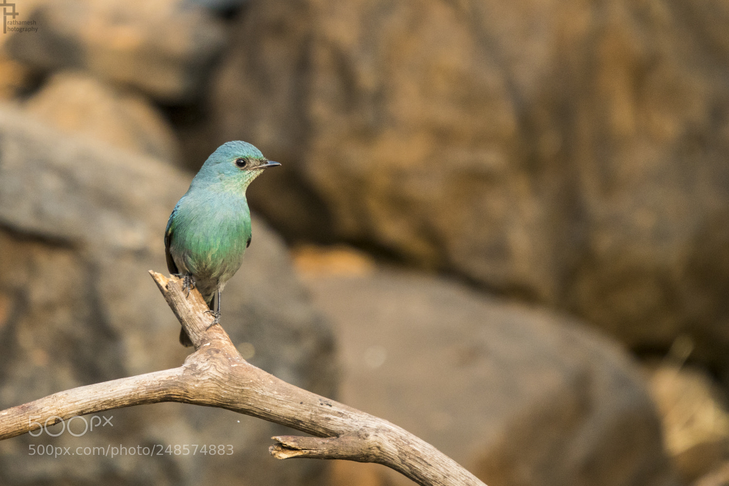 Canon EOS 1300D (EOS Rebel T6 / EOS Kiss X80) sample photo. Verditer flycatcher photography