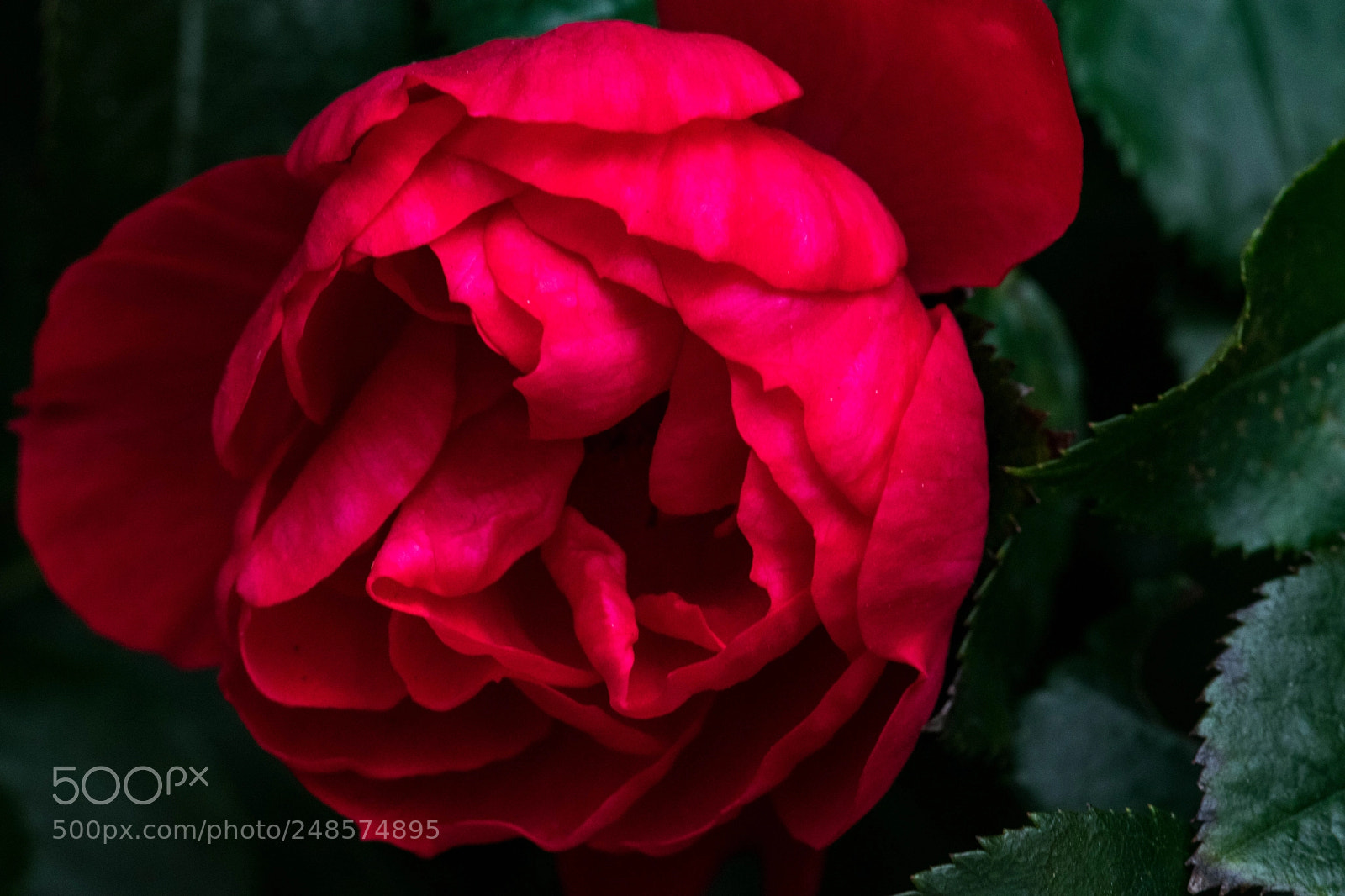 Canon EOS M5 sample photo. Regal and red photography