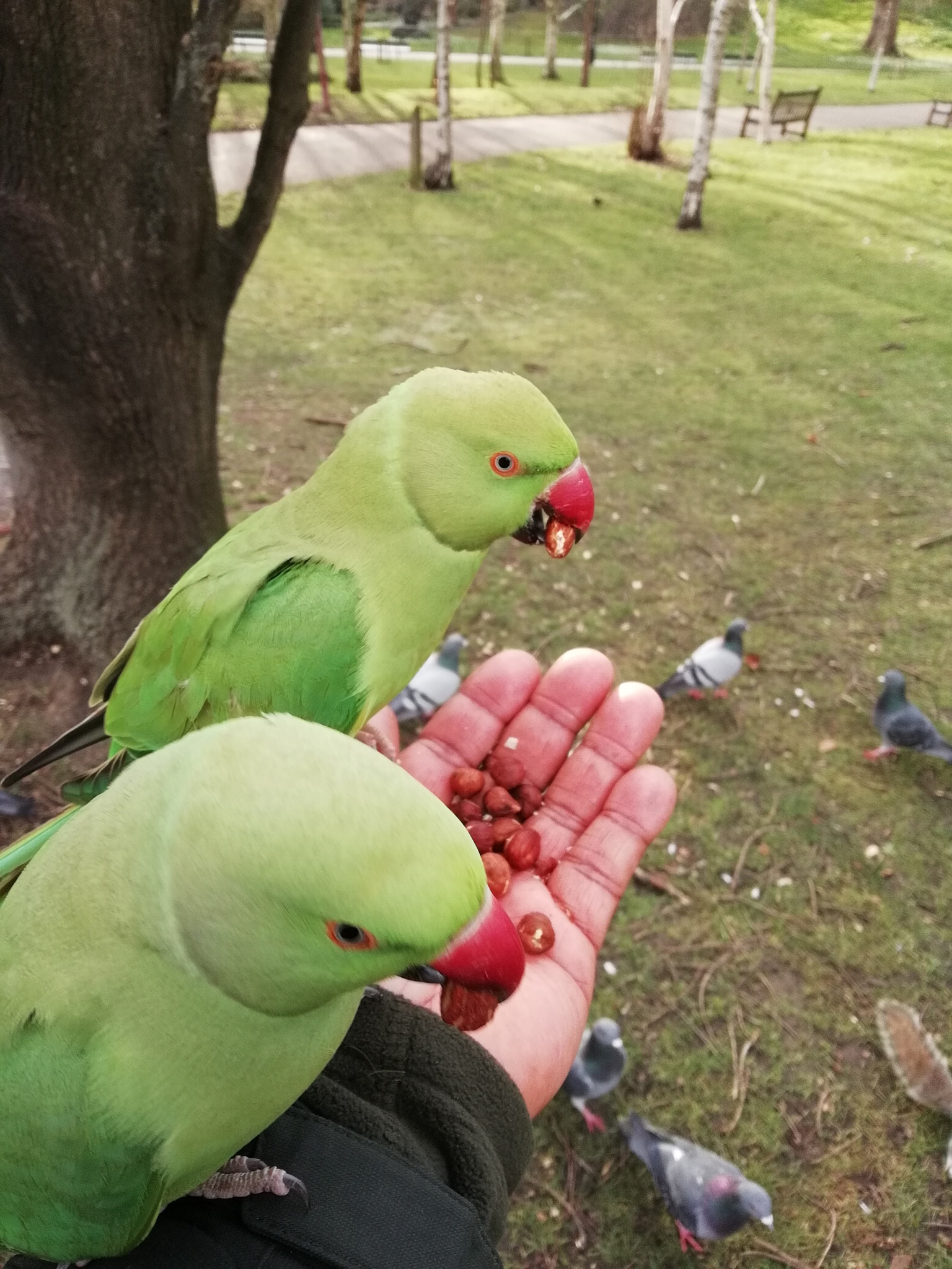 HUAWEI Honor 9 Lite sample photo. Two birds in the hand... photography