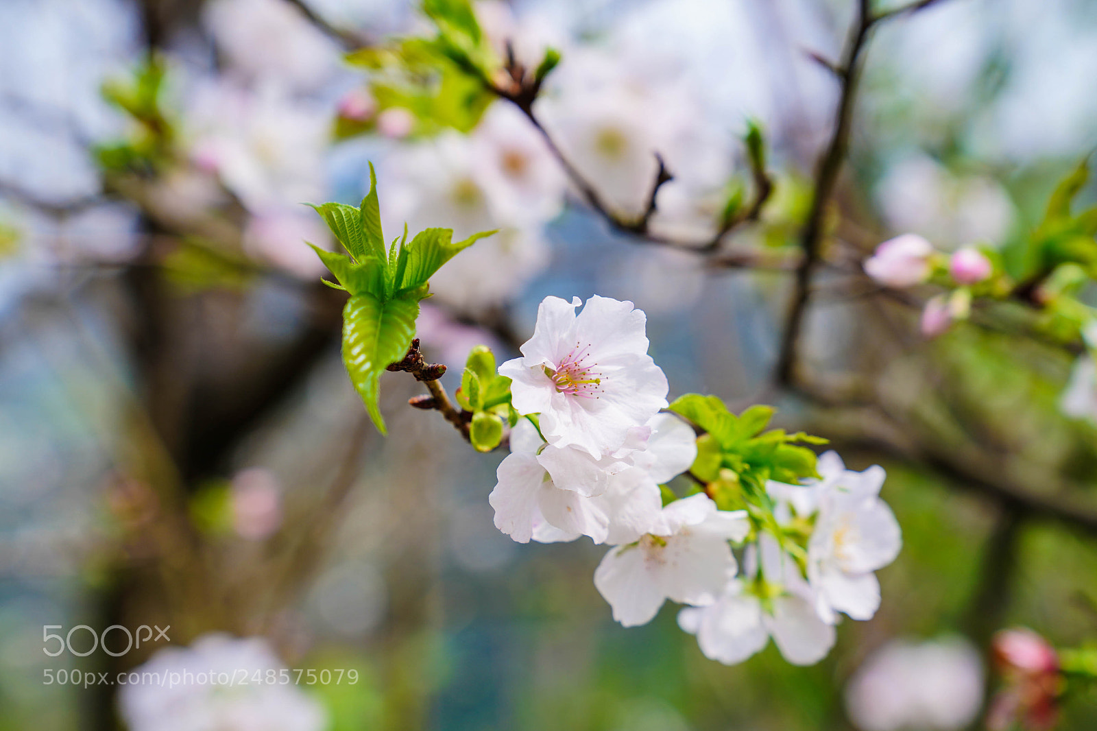 Sony a7R III sample photo. Sakura photography