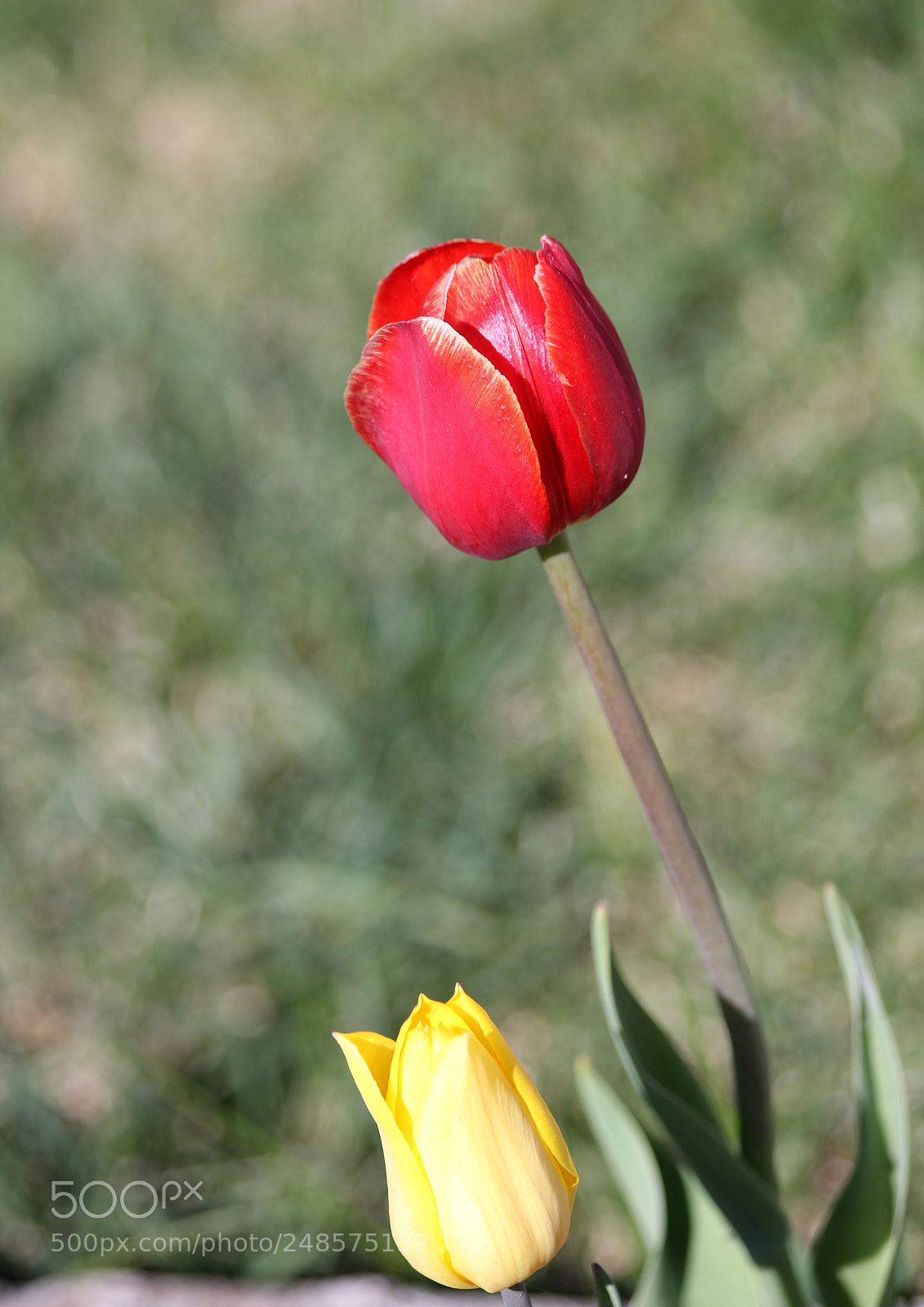 Canon EOS 60D sample photo. * * * photography