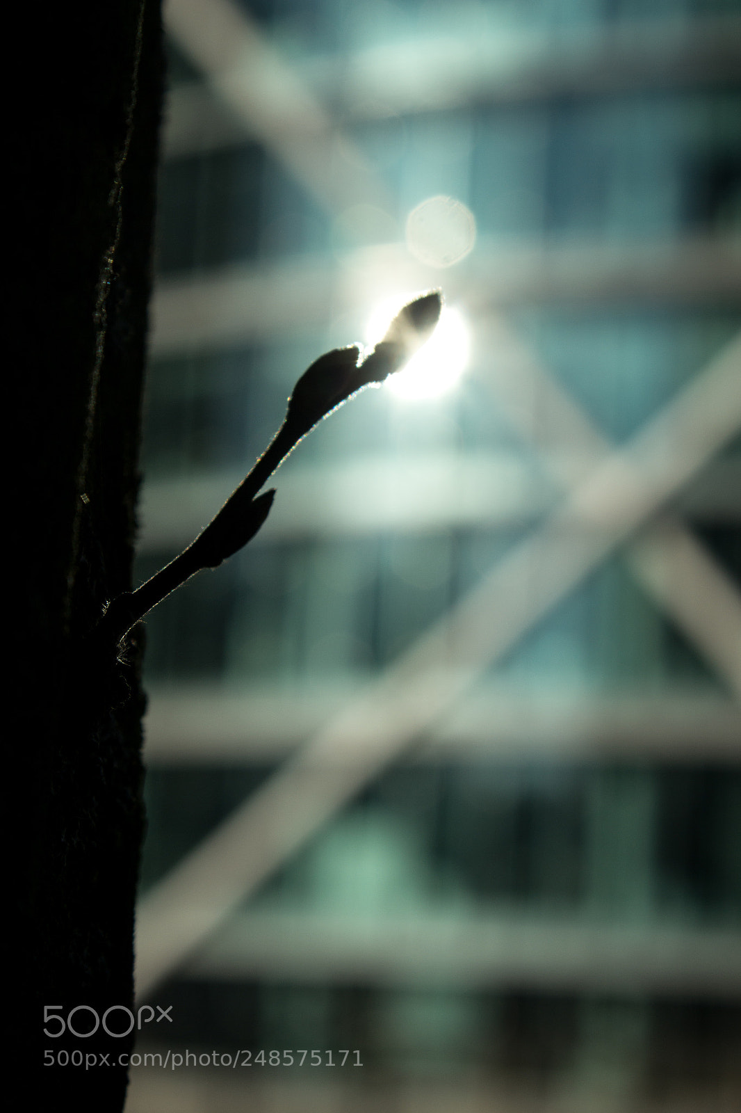 Canon EOS 600D (Rebel EOS T3i / EOS Kiss X5) sample photo. Contre-jour photography