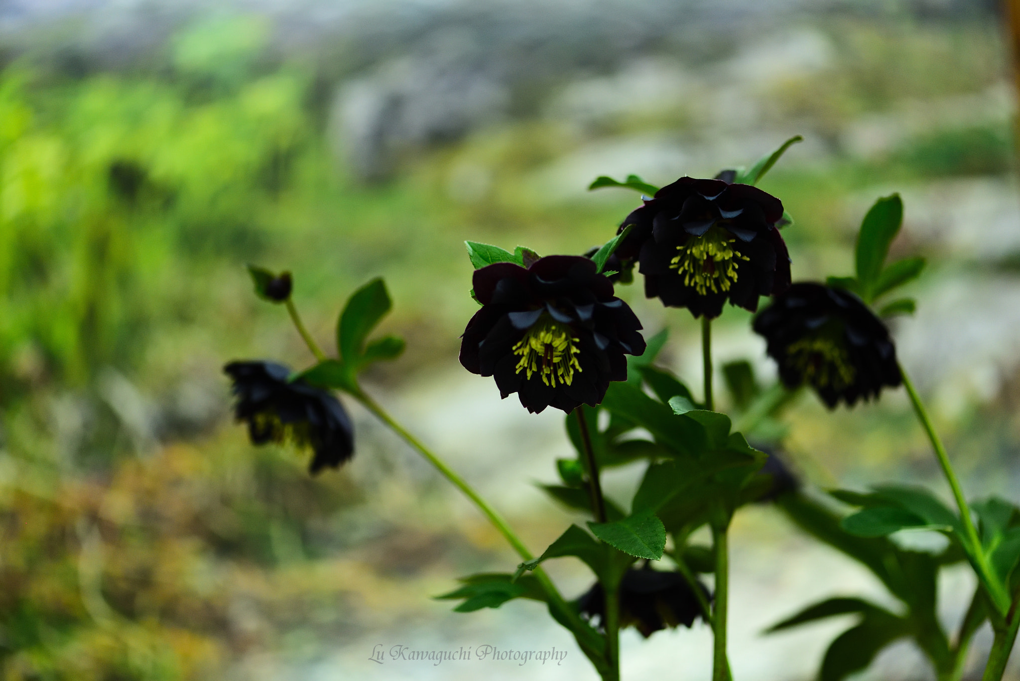 Nikon AF-S Micro-Nikkor 105mm F2.8G IF-ED VR sample photo. *christmas rose・black* photography