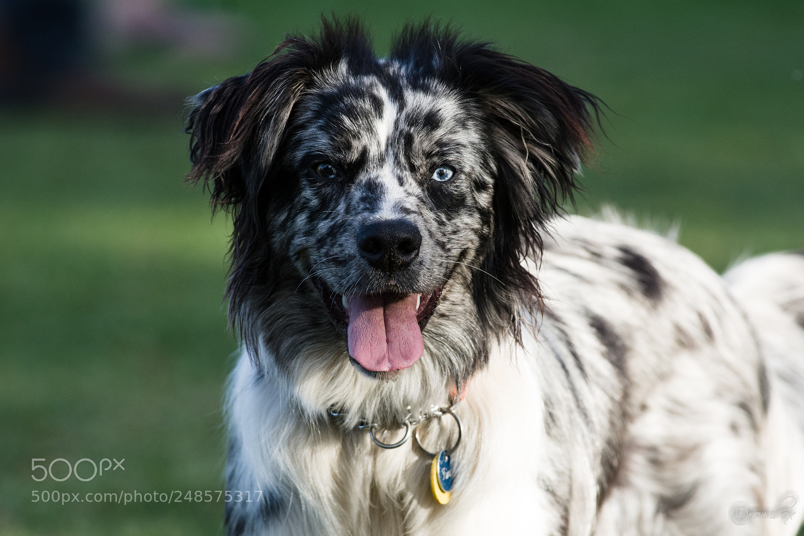 Pentax K-3 sample photo. Happy boy photography