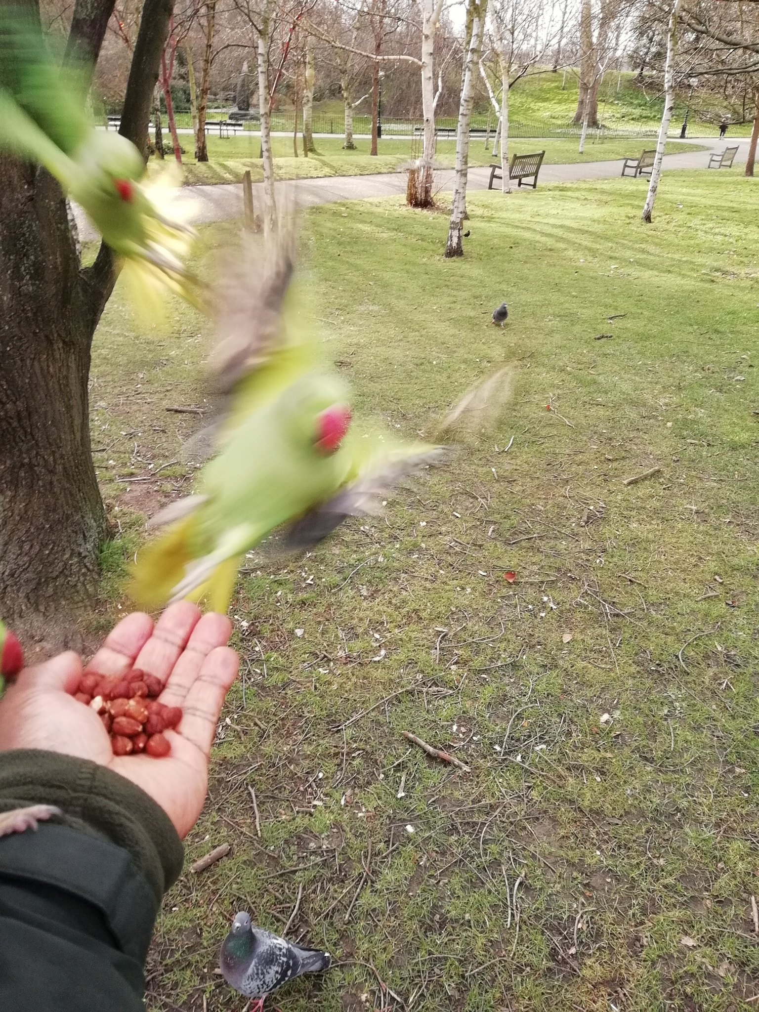 HUAWEI Honor 9 Lite sample photo. In for the kill photography